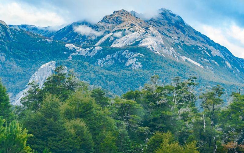 Bosque andino: qué es, características, ubicación, flora, fauna, clima