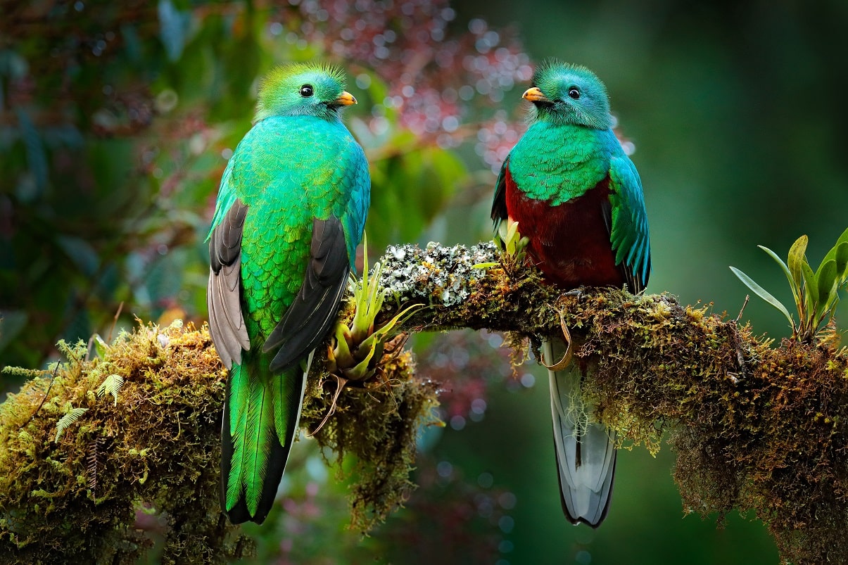 Quetzal caracter sticas h bitat reproducci n alimentaci n