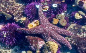 Equinodermos