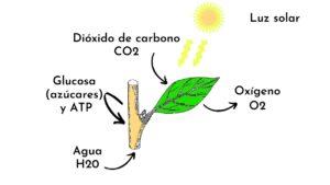 Fase luminosa de la fotosíntesis