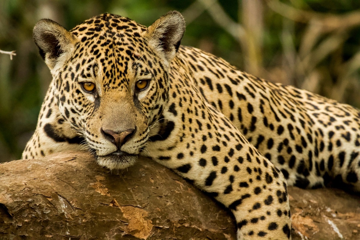Jaguar qu es caracter sticas peligro de extinci n h bitat