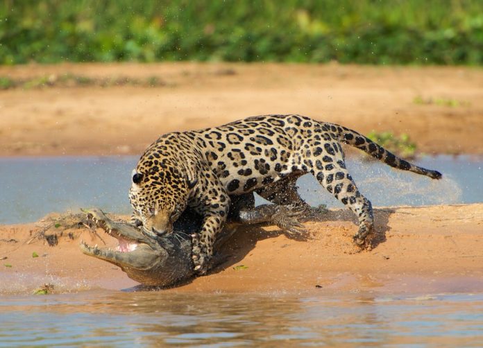 Jaguar qué es, características, peligro de extinción, hábitat