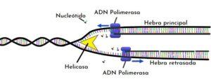 ADN polimerasa