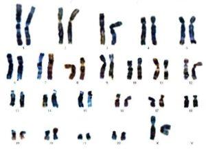 Dotación cromosómica