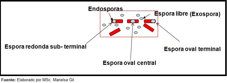 Fuente: Elaborado por MSc. Marielsa Gil Posición de las Esporas