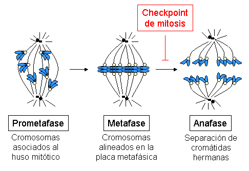 Prometafase