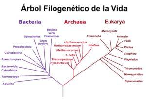 Clasificación de Woese (sistema de 3 dominios)
