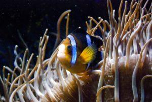 Comensalismo: características, tipos, ejemplos