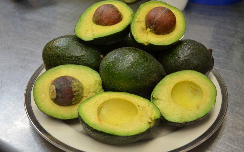 Aguacate qué es, características, distribución, cultivo, plagas