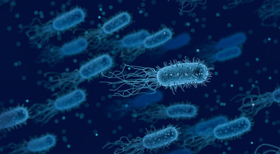Respiración anaerobia características, ejemplos, tipos