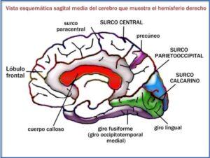 Cisuras del cerebro