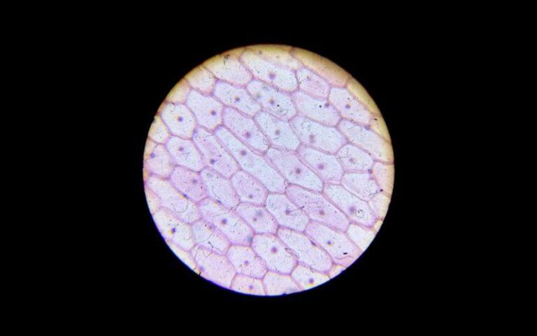 Epidermis de cebolla: qué es, visión al microscopio, organización
