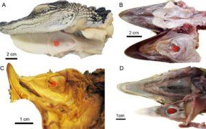 Evolución convergente