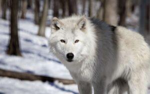 Factores abióticos y bióticos de la tundra