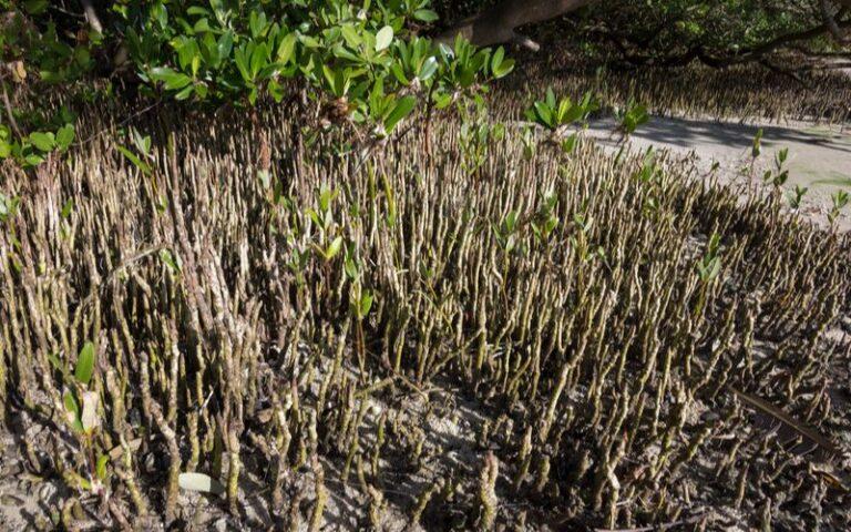 Neumatóforos: qué son, características, tipos y función