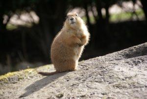 ¿Qué es una apomorfía? (Con ejemplos)