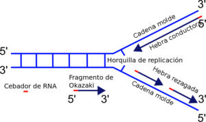 Horquilla de replicación