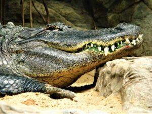 Reptiles: qué son, características, clasificación, reproducción