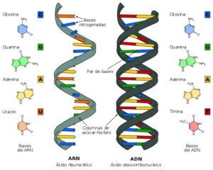 Bases nitrogenadas: qué son, clasificación, funciones