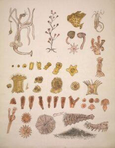 Embriología comparada