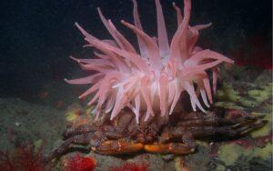 Organismos bentónicos