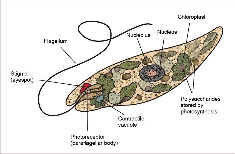 Euglenophyta Caracteristicas Reproduccion Nutricion