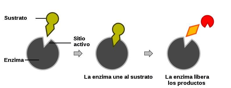 Enzima funcionamiento y ejemplos Lifeder