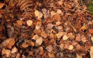 Detritus (en biología, en geología y en medicina)