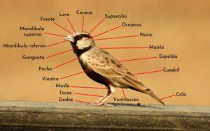 Morfología (biología)