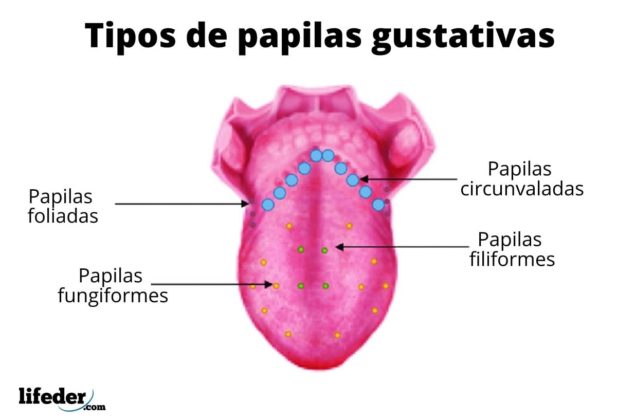 Papilas gustativas: características, tipos, localización