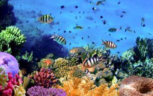 Asociaciones coloniales