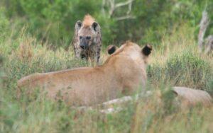 Competencia interespecífica