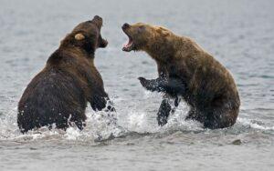 Competencia intraespecífica