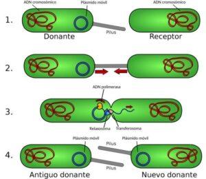 Conjugación bacteriana