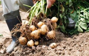 Economía de subsistencia