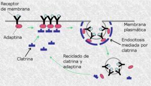 Endocitosis mediada por receptor