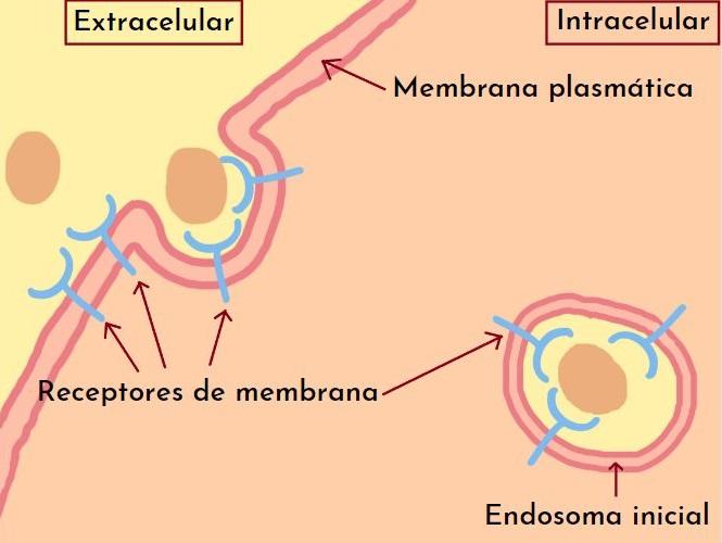 Endocitosis: qué es, características, tipos, funciones, ejemplos
