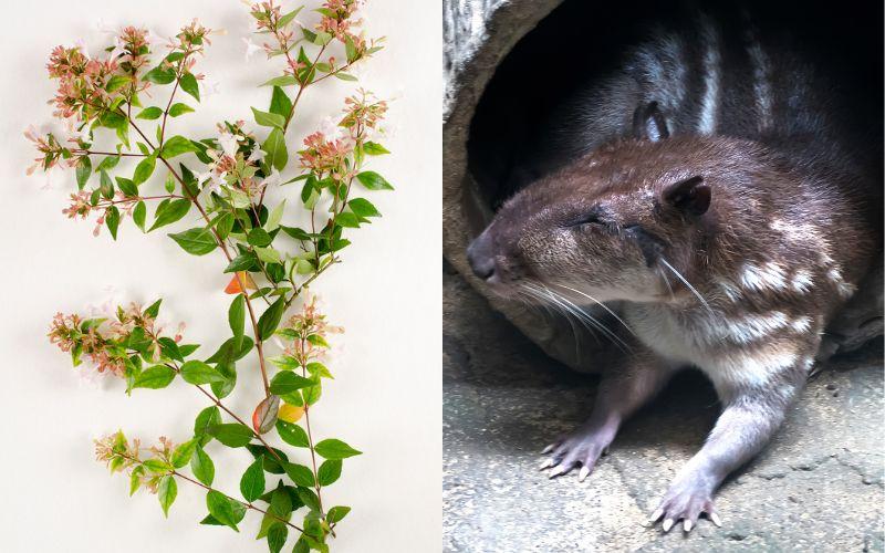 Flora y fauna de San Luis Potosí
