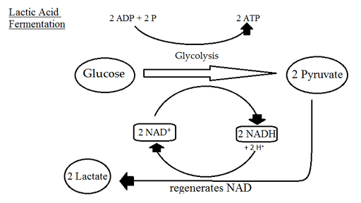 gluc-lisis-anaerobia-qu-es-reacciones-v-as-fermentativas