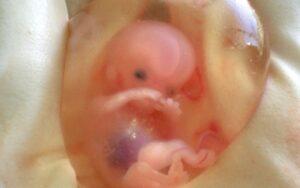 Organogénesis animal y vegetal y sus características