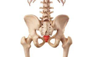 Órganos vestigiales