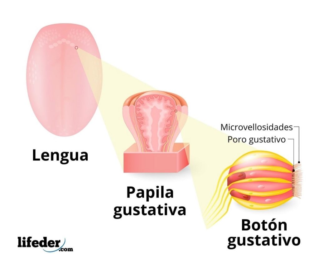 Papilas gustativas características, tipos, localización