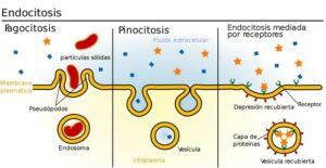 Pinocitosis