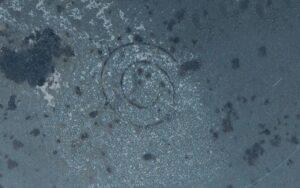 Primeros organismos multicelulares