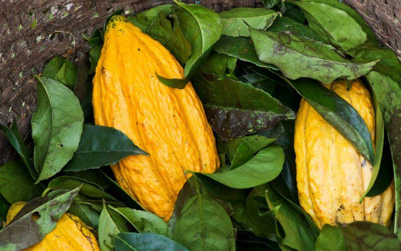 18 productos de la Amazonía ecuatoriana