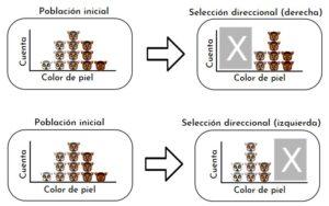 Selección direccional