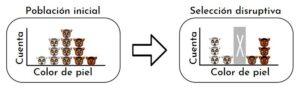 Selección disruptiva