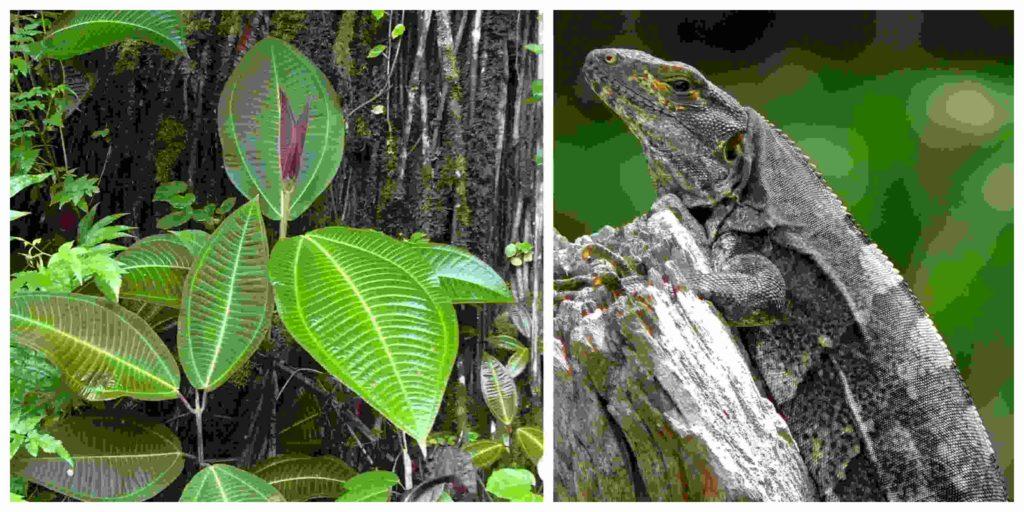 Flora y fauna de Tabasco especies más representativas