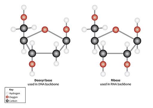 Ribosa características, estructura y funciones