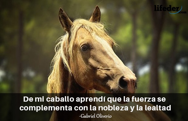 Las 101 Mejores Frases de Caballos